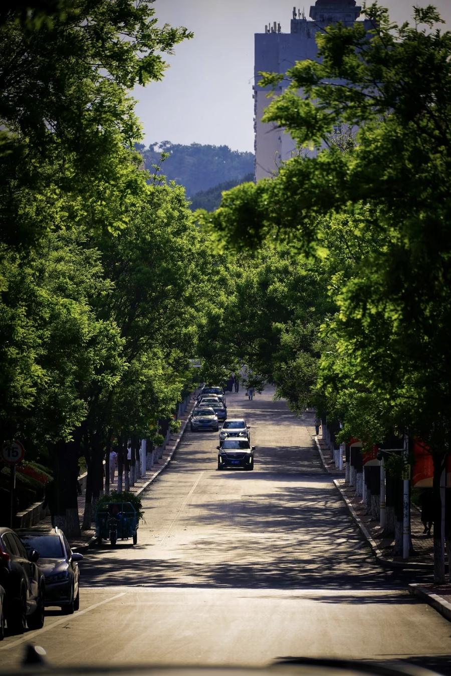 Tree-lined green campus street in Qingdao